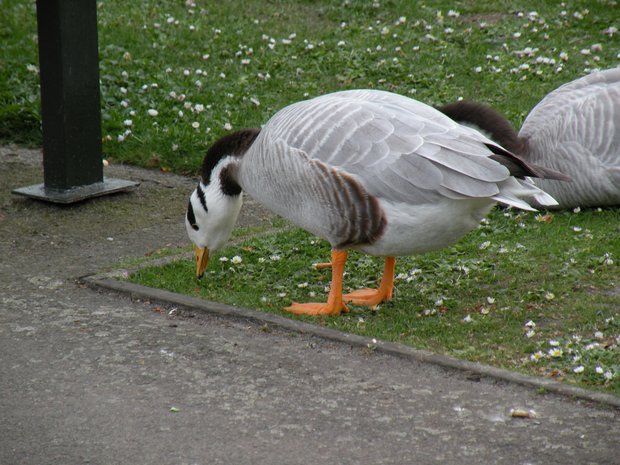  gros canard